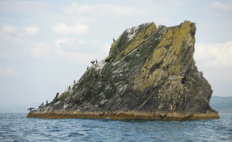  cormorants on the rock 