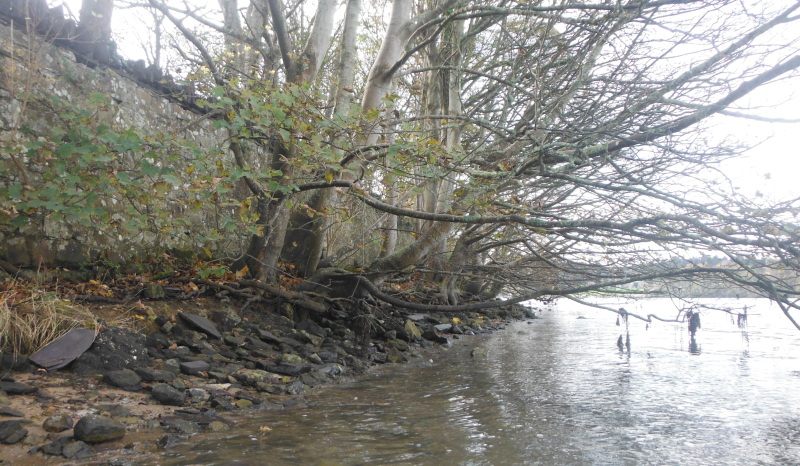  some of the Sycamore trees 