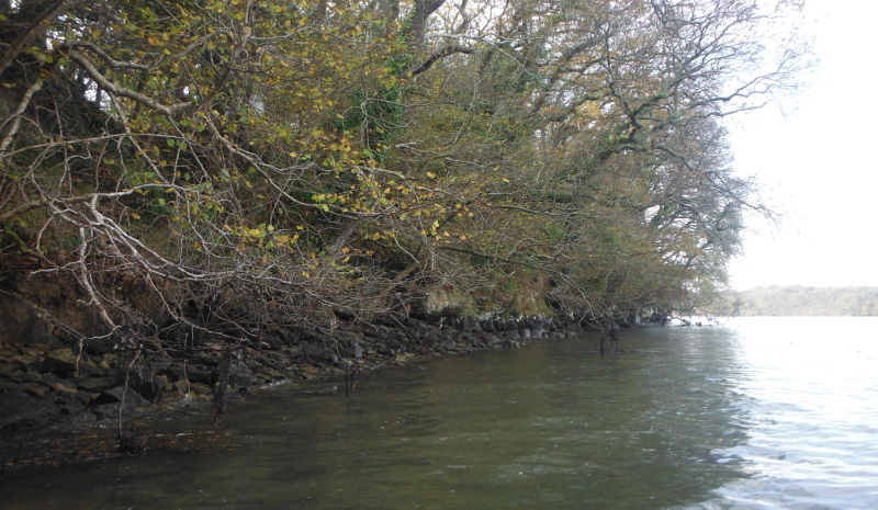  the trees along the coastline