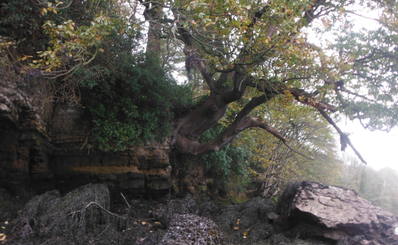  the oak tree growing out of the cliff  