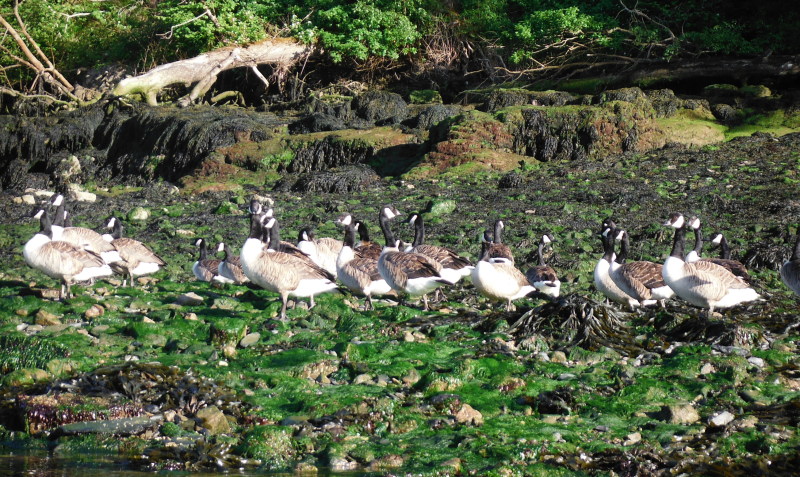  the geese on the bank 