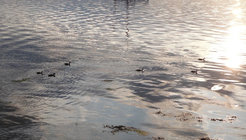  some ducks out for an evening paddle 