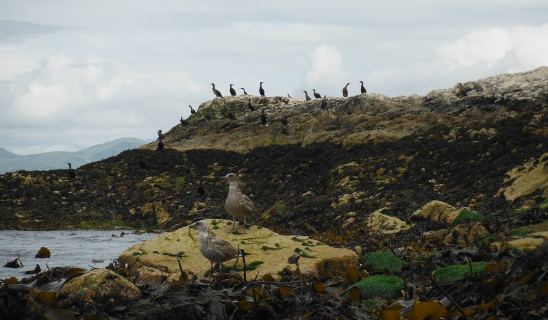  the cormorants on Creag Island