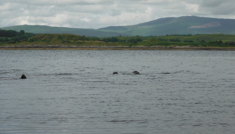  one or two of the numerous seals 