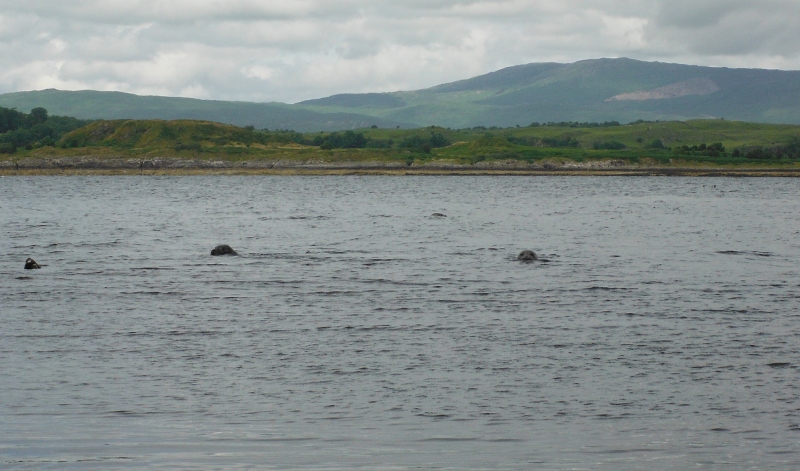  one or two of the numerous seals 