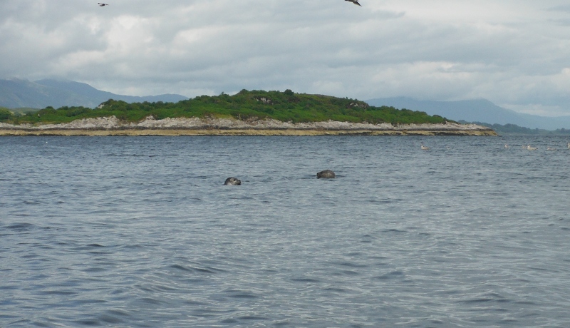  one or two of the numerous seals 