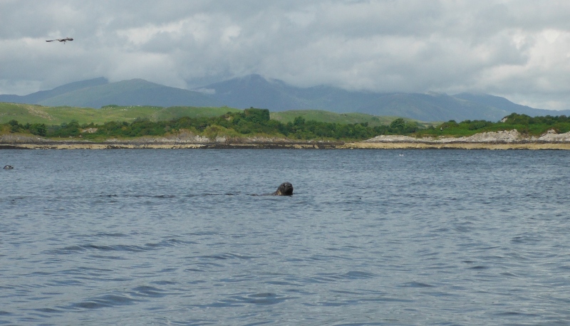  one or two of the numerous seals 