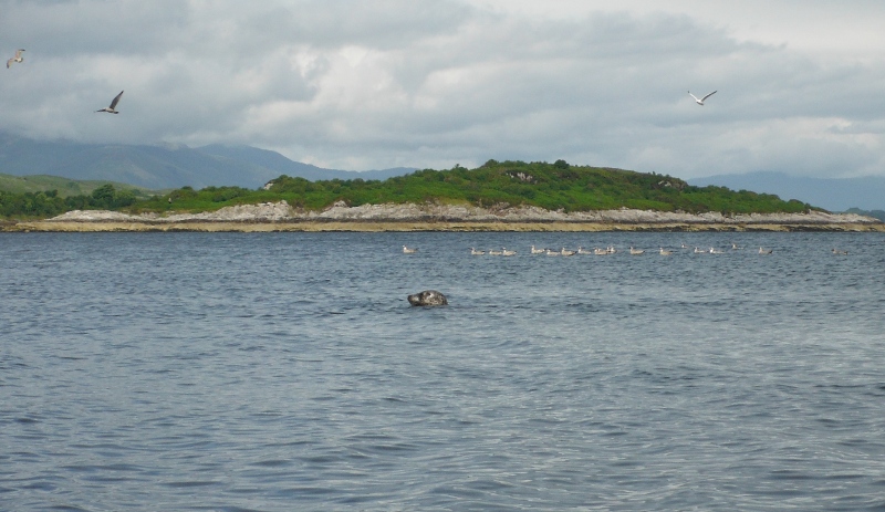  one or two of the numerous seals 