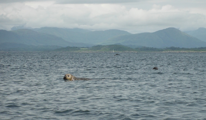  one or two of the numerous seals 