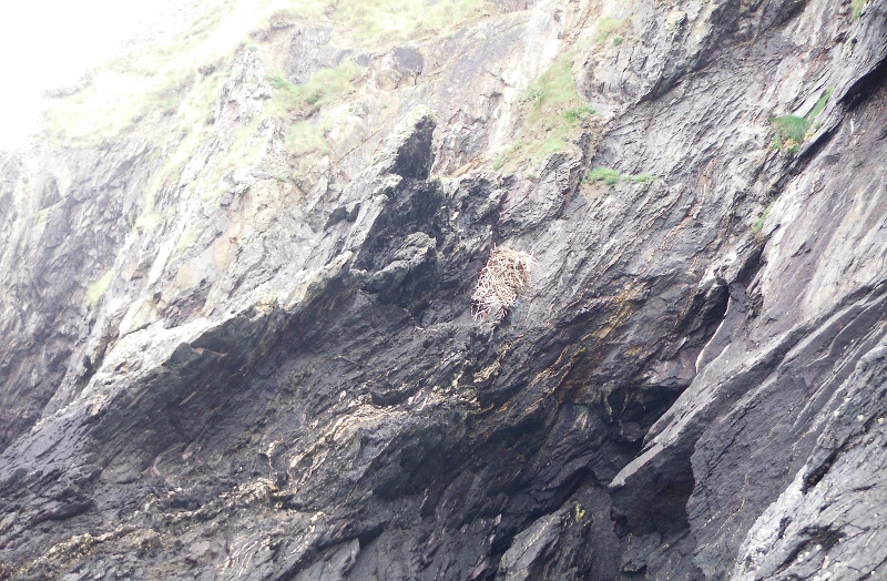  a nest way up on the cliff 