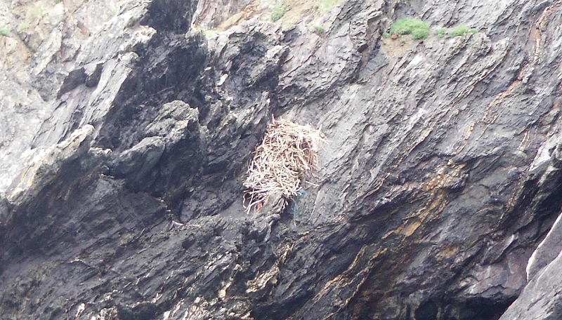  a closer view of the nest 