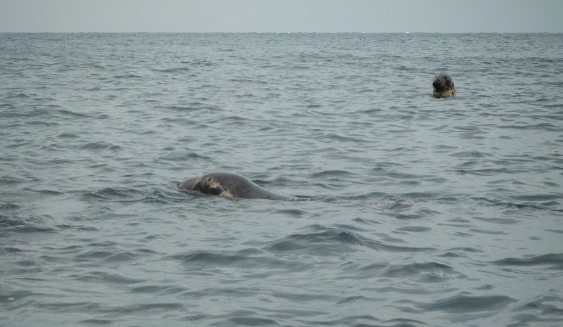  some seals 