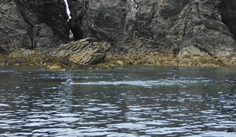  two seals 