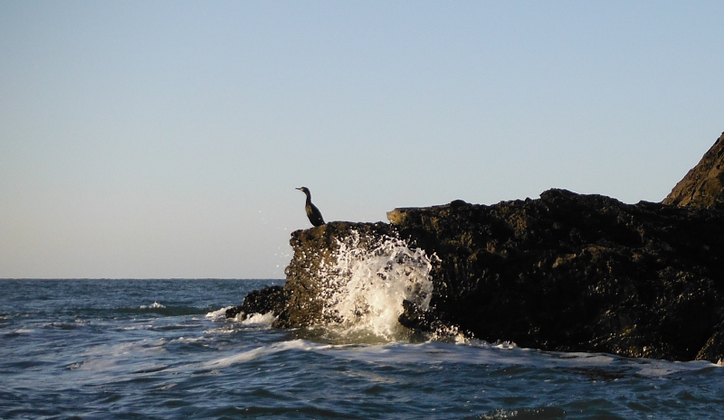  the cormorant on Tide Rip Rock 