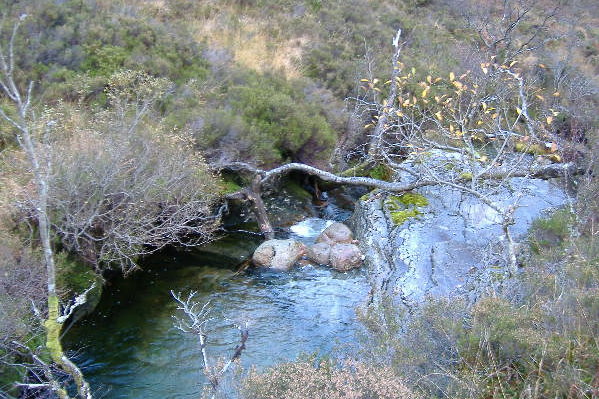 photograph of the tree across the river