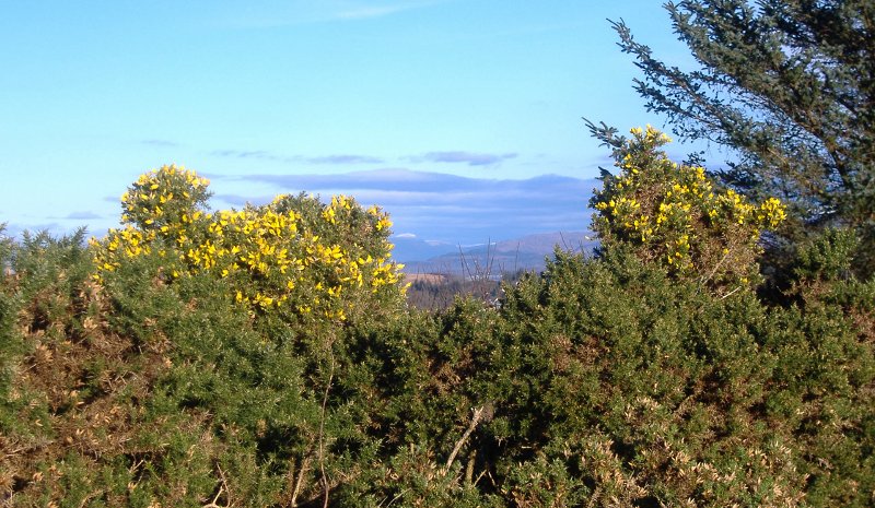  the gorse in flower 