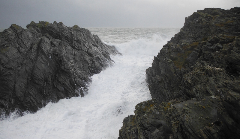  the wild conditions in the chicken run at Penrhyn Mawr 