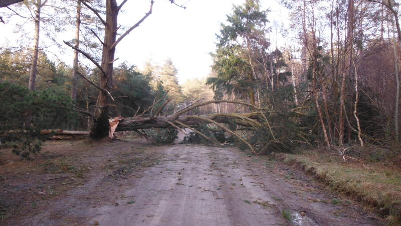 a fallen tree in the middle of Newborough Forest 