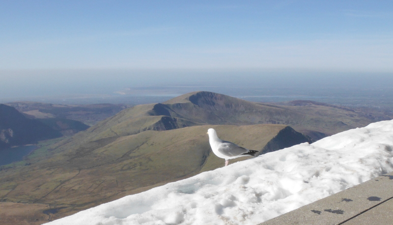  looking down the ridge to Moel Eilio 