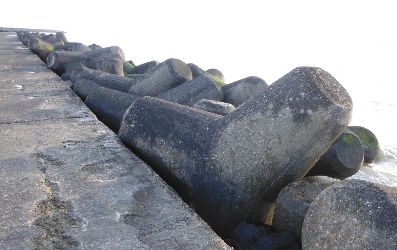  some of the Tetrapods 