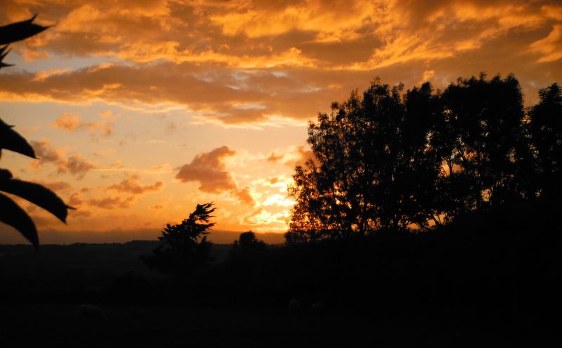  sunset through the trees 