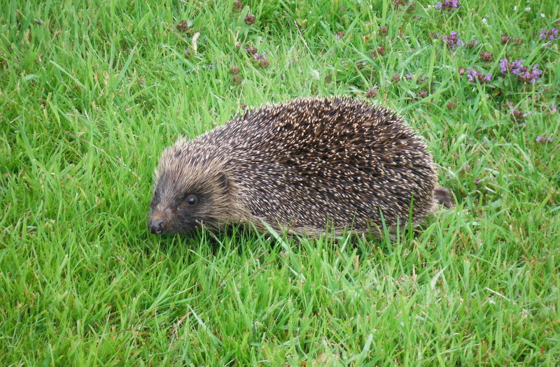  the hedgehog 