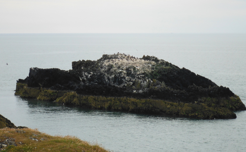  the cormorants on Ynys yr Adar 