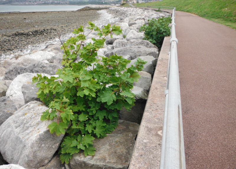  the self sown Sycamores 