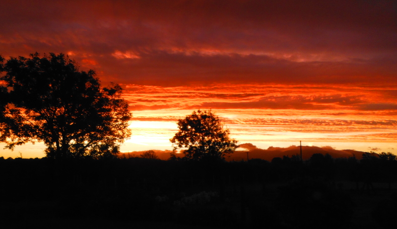  the sunrise through the trees 