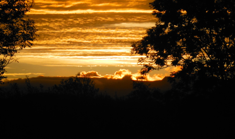  the sunrise through the trees 