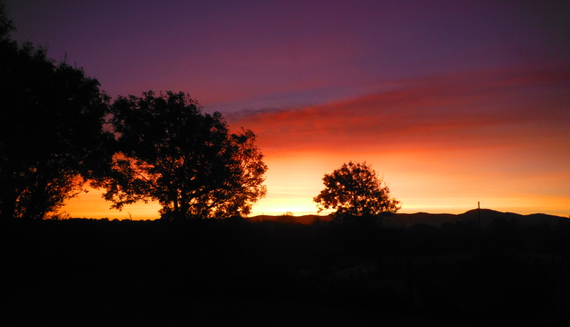  the sunrise through the trees 