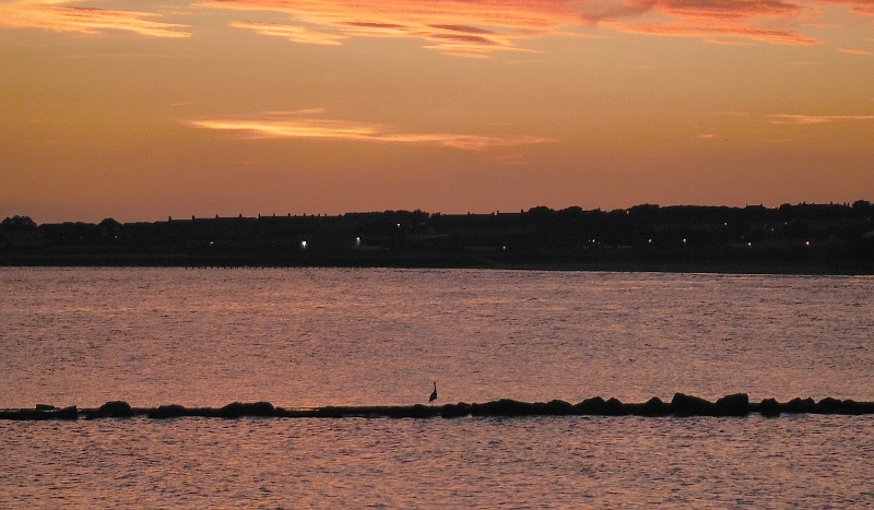  the heron on the rocks  