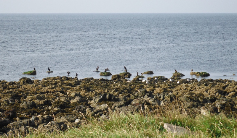  a good number of cormorants 