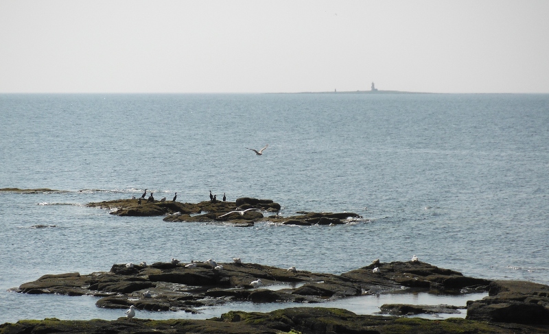  looking out over the cormorants to Lady Isle 