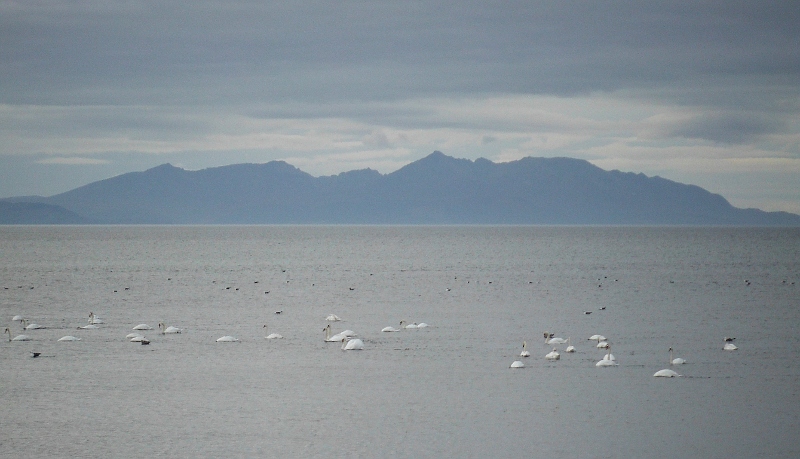  a big flock of swans, with Arran as a backdrop 