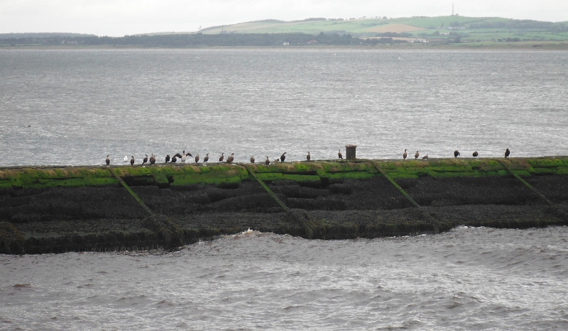  the cormorants on the breakwater 