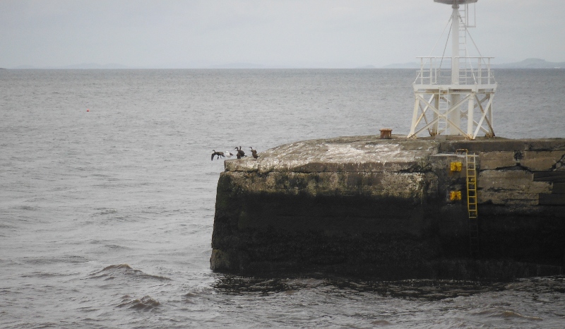  the cormorants on the breakwater 