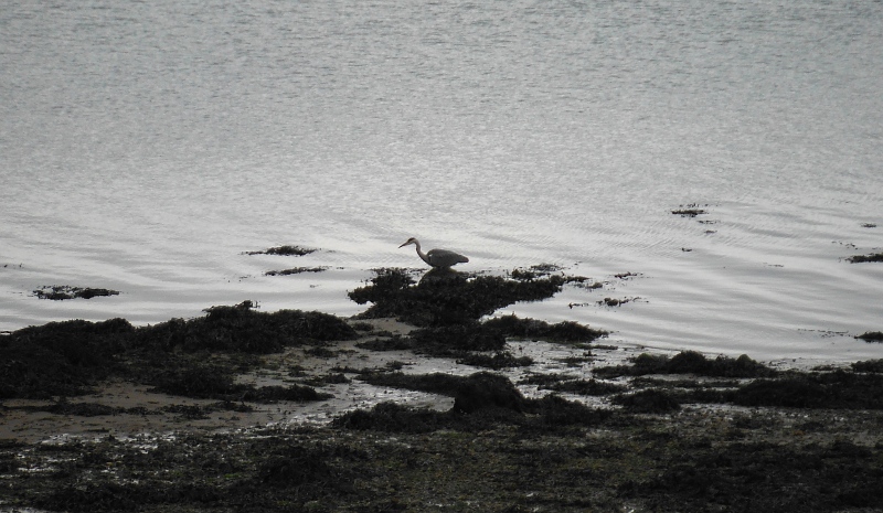  a heron on the shoreline 