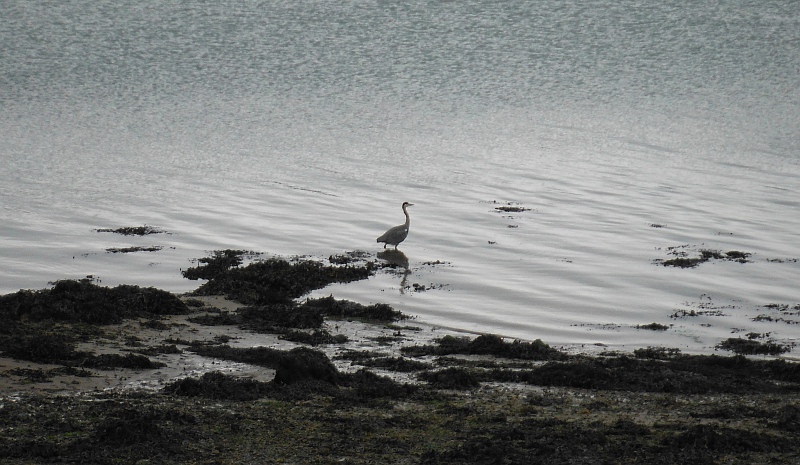  a heron on the shoreline 