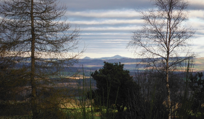  looking across to the Lomond Hills through the trees 