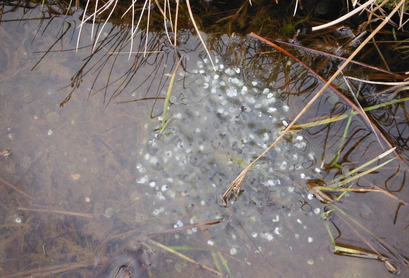  frog spawn with white bits