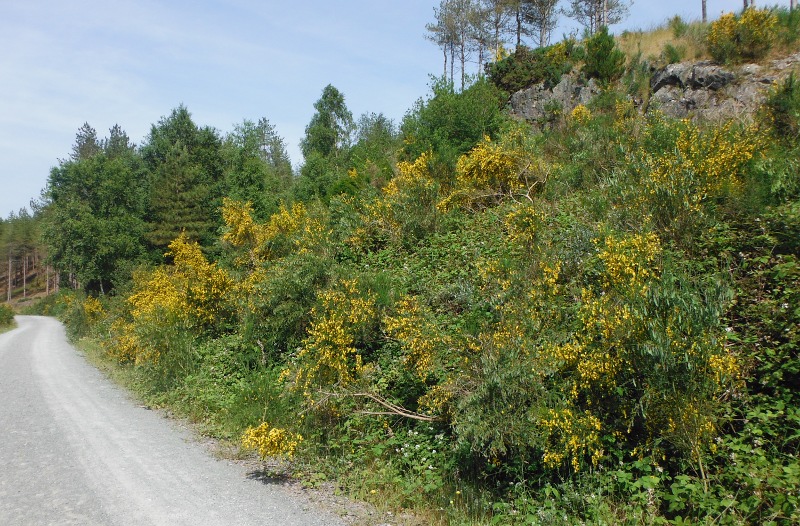  a big bank of broom in flower 