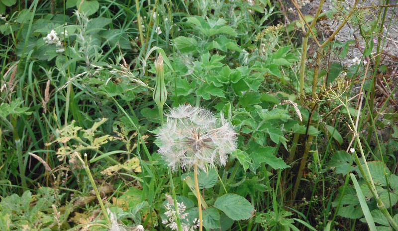  the seed head 