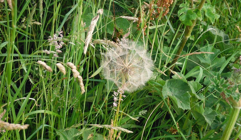  the seed head 