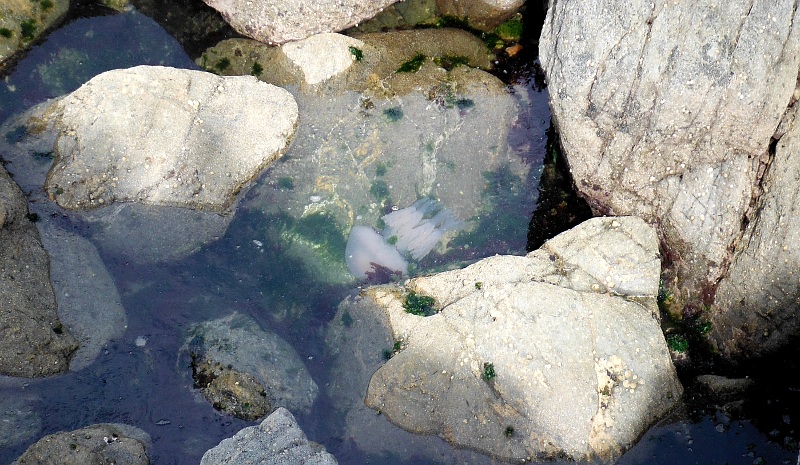  looking down on the jellyfish 