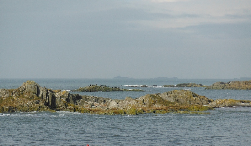  the cormorants clustered on one of the islands 