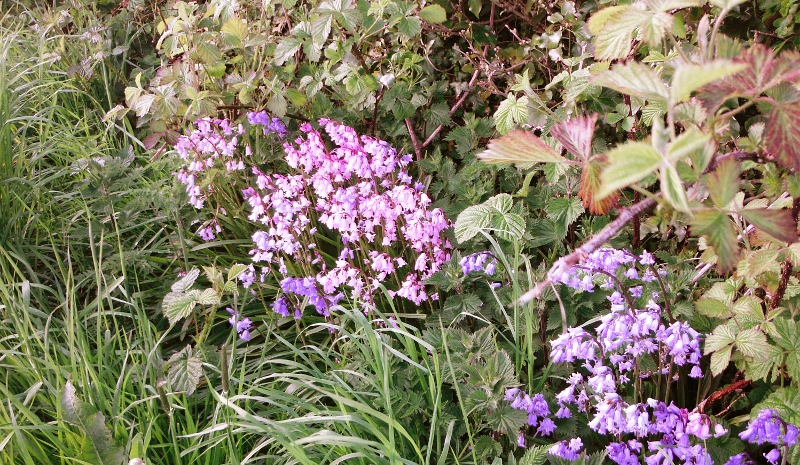  the pink bluebells 