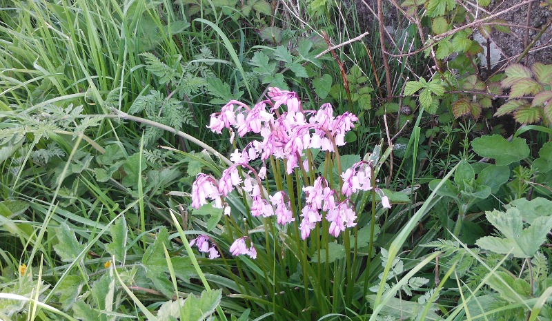  the pink bluebells 