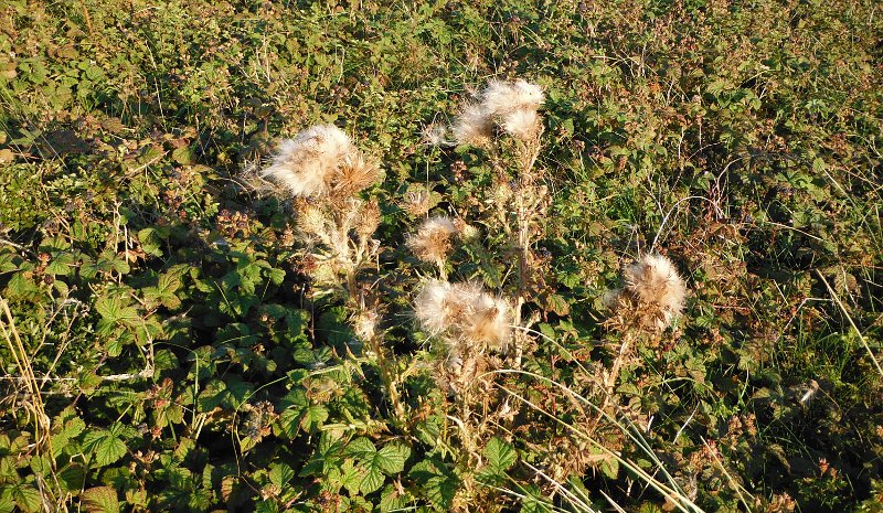  the blackberries and the thistledown 