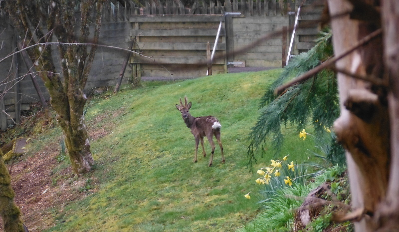  The deer in the garden 